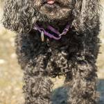 Sammy has lived a very sheltered life and is hoping it will remain the same. Her owner passed away very suddenly and she is now in need of a new home. Sammy will need a very calm and predictable home without any other dogs. She does not do well with children or strangers. Once Sammy warms up she will be your best friend! (Curt Story/Everett Animal Shelter)