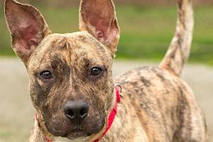 Four dogs ready for new homes from Everett Animal Shelter