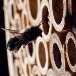 Bee friendly: How to keep mason bees and help feed the world