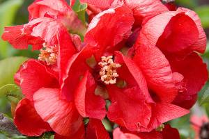 Plant of Merit: Chaenomeles japonica ‘Texas Scarlet’