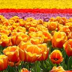 Tulips to bloom a bit late for Skagit Valley festival