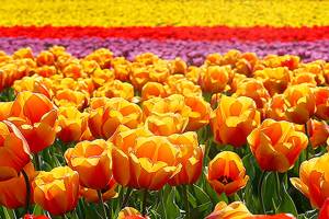 Tulips to bloom a bit late for Skagit Valley festival