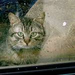 Chronic Snohomish County cat-hoarder is arrested in Oregon