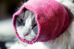 Fur flies: Salon for cats in Edmonds is a big hairy deal