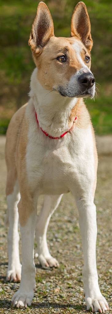 Tea is a sweet girl looking for the right home, and she has been waiting very patiently. Tea needs to be the only pet in an adult only home as she doesn&rsquo;t get along with other dogs, cats and kids. Tea likes to go on long walks and be very active so no apartments. She would make a great hiking buddy. She is looking for a home full of adventures and travels (she loves car rides!) If you&rsquo;ve got a big heart and a warm bed Tea is the perfect girl for you! (Curt Story/Everett Animal Shelter)