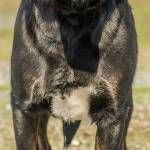 Treble is a sweet girl who has a lot to give. She has lived with children and other dogs before but she cannot live with cats. She is a happy go lucky dog who need a home where people will be active with her and have lots of mental stimulation. Treble is very scared of getting into the car and will require patience when she needs to go somewhere. She is a great family dog and would love to meet you today! (Curt Story/Everett Animal Shelter)