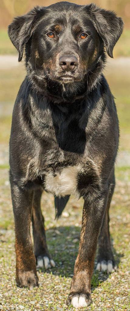 Treble is a sweet girl who has a lot to give. She has lived with children and other dogs before but she cannot live with cats. She is a happy go lucky dog who need a home where people will be active with her and have lots of mental stimulation. Treble is very scared of getting into the car and will require patience when she needs to go somewhere. She is a great family dog and would love to meet you today! (Curt Story/Everett Animal Shelter)