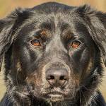 Four dogs ready for new homes from Everett Animal Shelter