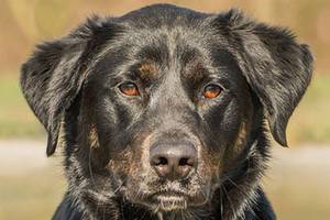 Four dogs ready for new homes from Everett Animal Shelter
