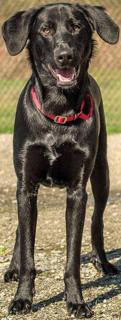 Trent is a handsome active fellow. Trent is very strong and will jump up on you. He will need to go to training to resolve some of his behavior issues. Due to his size and current unruliness he will need a home without children. He seems to do OK with other dogs here at the shelter but will need a meet and greet with any resident canines prior to adoption. He will likely chase cats for fun so his new home should be feline free. This guy will be an amazing companion to anyone that is willing to put the work into training him. (Curt Story/Everett Animal Shelter)