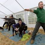 While the rest of her classmates hold a yoga pose Jessie Ryan, of Portland, pauses to spend some time with Quincy the goat during Goat Yoga class March 29 in Corvallis, Oregon. (Andy Cripe /The Corvallis Gazette-Times via AP)