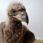 Climbers scale an 80-foot tree to help a baby bald eagle