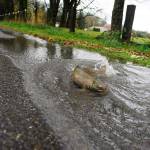 A salmon attempts to swim over the roadbed of 399th Street outside Gold Bar in October, 2009, after waters from the Wallace River flowed over the road during flooding. (Mark Mulligan/Herald file photo)