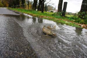 Editorial: No avoiding duty to restore salmon habitat
