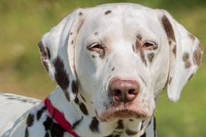 These dogs at Everett Animal Shelter are ready to be adopted