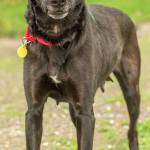 Duchess is a very intelligent girl. She knows many commands and walks on a leash well. She gets along with some more submissive smaller dogs. She will need a meet and greet with any resident canine prior to adoption and to continue the slow proper introductions once she gets to her new home. She loves to cuddle, go for hikes and play with toys. She is not suited for apartment living. Duchess has separation anxiety and she will need a home that is ready to manage this issue. She is not crate trained so until the separation anxiety is better managed she will need a home where her people are home constantly. (Curt Story/Everett Animal Shelter)