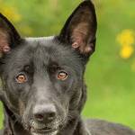 Royal dog at Everett Animal Shelter ready for permanent palace