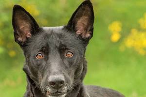 Royal dog at Everett Animal Shelter ready for permanent palace