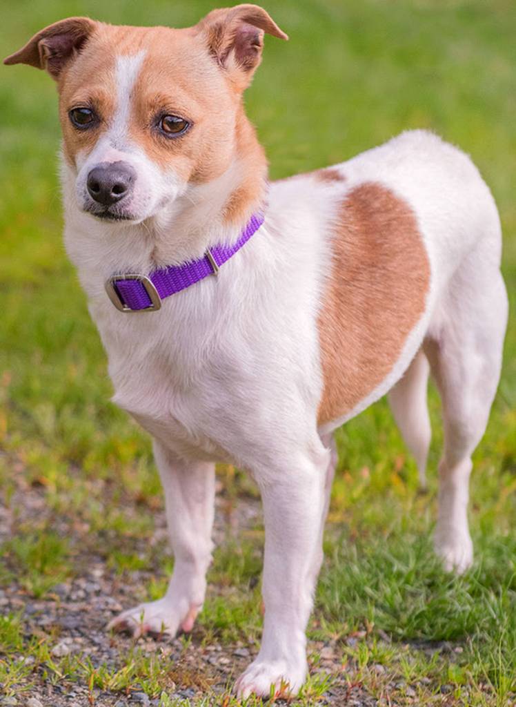 Hunter is a fun little guy looking for an active home! He has lived with another dog his size and done well but would like a meet and greet with any resident canines prior to adoption. Any children in the home should be over 12 years old. We do not know how he will do with cats but he may chase them for fun. (Curt Story/Everett Animal Shelter)