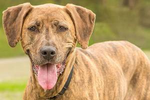 Four dogs ready for adoption at Everett Animal Shelter