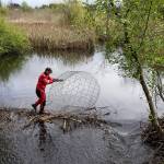 Mike Rustay, with Beavers Northwest, rolls a protective cage across a beaver dam as he begins installing a flexible pond leveler at the site on Friday, May 5, 2017 in Mill Creek. The beaver dams have caused water to back up in Penny Creek and spill across and flood 35th Street nearby. (Andy Bronson / The Herald)