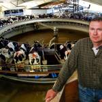With his rotary parlor, dairy farmer Jeremy Visser is able to milk sixty cows at once in rotation. With 2,000-plus cows, he is producing about 20,000 gallons of milk each day. (Dan Bates / The Herald)