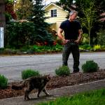 As a curious neighbor&rsquo;s cat strolls up the sidewalk, Eric Patno looks over some of the lavender starts he planted next door to his own home and down the street as part of Lynnwood&rsquo;s new &ldquo;Love Your Block&rdquo; program. (Dan Bates / The Herald)