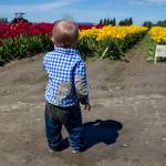 Ryder Garrett, 16 months, gets muddy before his mother, Sara Garrett, is able to shoot a Mother&rsquo;s Day photo as they look over tulips fields at Tulip Town on Thursday. (Andy Bronson / The Herald)
