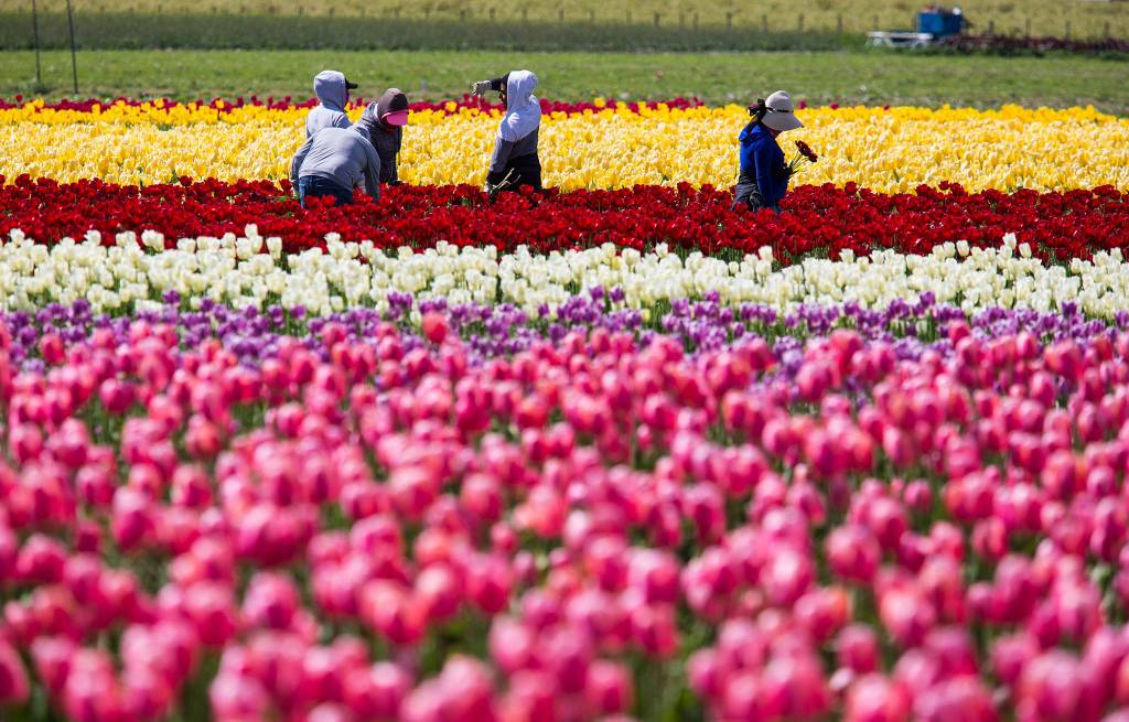Workers pick tulips from the fields. (Andy Bronson / The Herald)