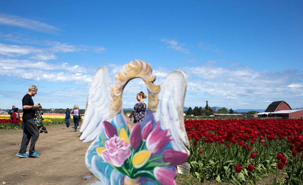 Kim Wholen, seen through a wooden cutout angel, and Gary Beebe film a yoga video among the tulips fields. (Andy Bronson / The Herald)                                Kim Wholen, seen through a wooden cutout angel, and Gary Beebe film a yoga video among the tulips fields at Tulip Town on Thursday, May 4, 2017 in Mount Vernon, Wa. The Skagit Valley&rsquo;s tulip festival ends Sunday. (Andy Bronson / The Herald)