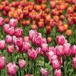 Tulips bloom in the fields at Tulip Town on Thursday in Mount Vernon. (Andy Bronson / The Herald)