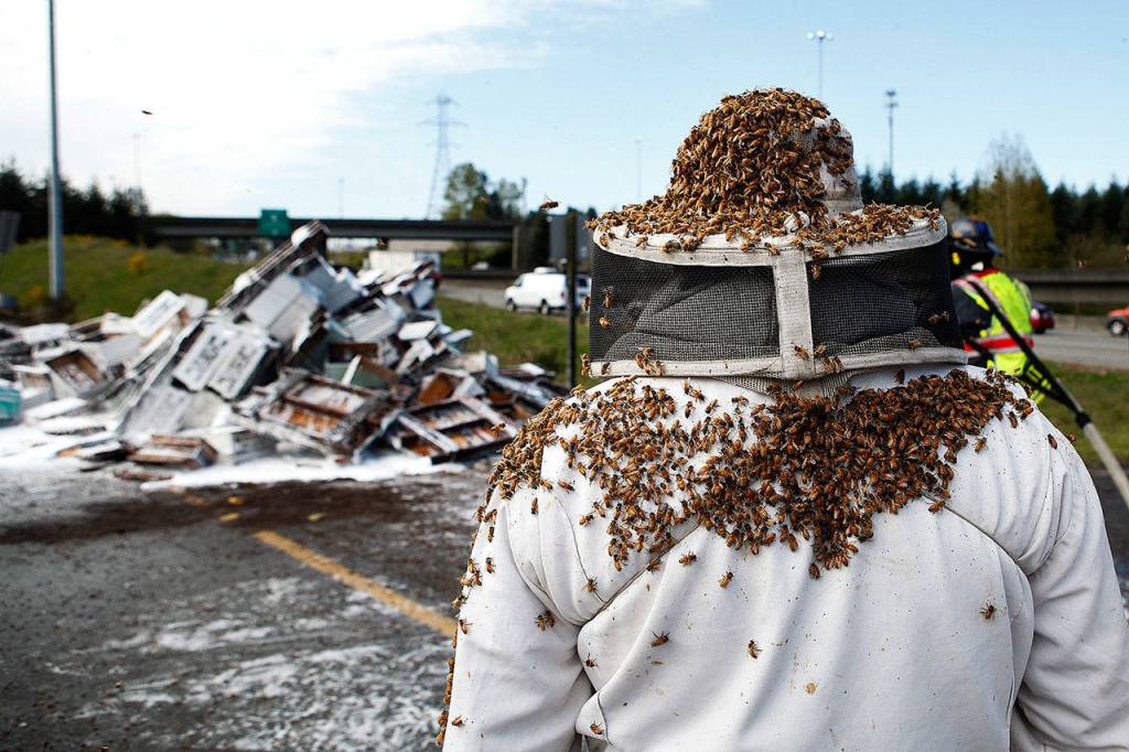 A truck from Belleville Honey & Beekeeping Supply spilled over on I-5 northbound near Alderwood Mall in Lynnwood in 2015. Although nearly 500 hives were lost, that represents less than 1 percent of the bees for the farm. (Ian Terry / The Herald)
