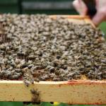 Bees from Bellingham&rsquo;s BeeWorks Farm get shipped to California each year to help pollinate almond orchards in the Central Valley. Nutritious almond pollen helps the bees recover from the winter. (Emily Hamann / Bellingham Business Journal)