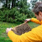 BeeWorks Farm owner Rob Rienstra holds the frame for one of the hives at his farm in Bellingham. Rienstra owns a few hundred hives that he leases to farms to pollinate crops. (Emily Hamann / Bellingham Business Journal)