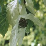 Davidia involucrata blossoms have earned the tree such evocative common names as &ldquo;hankerchief&rdquo; and &ldquo;dove.&rdquo; (Great Plant Picks)