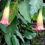 Scarlet Angel&rsquo;s Trumpet is a tropical-looking plant with a pleasing perfumed scent. (Photo by Sandra Schumaker)