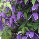 Clematis &lsquo;Helsingborg&rsquo; offer a spectacular spring show of rich purple flowers. (Photo by Richie Steffen)