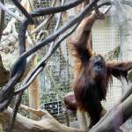Orangutans at the Woodland Park Zoo can play on ropes and hammocks made from repurposed fire hoses. (Herald file photo)