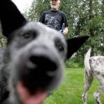A cattle dog named Quincy smiles for the camera at a dog park in Granite Falls in 2010. (Herald file photo)