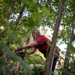 Jackie Burgess works to clear blackberry bushes from the Mill Creek YMCA Saturday morning during the 3rd annual Day of Hope on May 20, 2017. Sponsored by Gold Creek Community Church, the two-day event drew nearly 1300 volunteers. (Kevin Clark / The Herald)