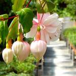 Pink Marshmallow is a variety in bloom now at Jordan Nursery just in time for Mother&rsquo;s Day. (Jon Bauer / The Herald)