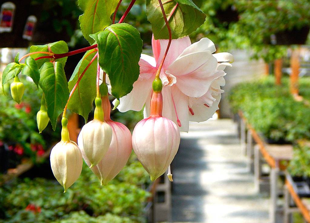 Pink Marshmallow is a variety in bloom now at Jordan Nursery just in time for Mother&rsquo;s Day. (Jon Bauer / The Herald)