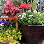 A grouping of containers presents a tableau, with varying heights, colors and textures. In these pots are are variegated holly, copper shamrock, heather, lavender, pansies, nemesia, geraniums, calibrachoa and others. (Photo by Nicole Phillips)