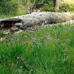 This log was off Bernhardt Mine Trail in the Okanogan Wentatchee National Forest until the trail was destroyed by fire. (Photo by Kim Brown)