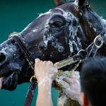 Kentucky Derby winner Always Dreaming is washed after a workout at Pimlico Race Course in Baltimore on May 18, 2017. (AP Photo/Patrick Semansky)