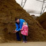 Jeremy Visser shows his daughter, Leia, 4, some one-day-old dehydrated manure in his manurecompost barn. Having the liquid removed, the manure is soft and feathery. They use it for the cows to sleep on instead of wood chips. (Dan Bates / The Herald)