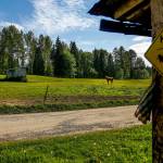 The last four of more than 60 horses that had been boarded at Carousel Ranch still graze on land that will be part of a new 65-acre Snohomish County park. (Dan Bates / The Herald)