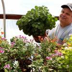 Kevin Jones shows off one of his hundreds of pelargoniums, better known as geraniums, in his private stock greenhouse. (Jon Bauer / The Herald)