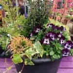The cute &ldquo;faces&rdquo; of the purple violas in this pot mix well with a pink-belled heuchera and a Japanese holly for height, as well as ivy and light-colored heather. (Photo by Nicole Phillips)