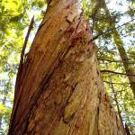 This tree can be found off Barlow Point Trail in Mt. Baker Snoqualmie National Forest. (Photo by Kim Brown)